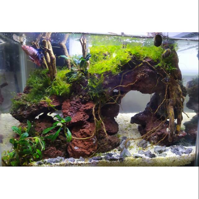 Detail Desain Aquascape Batu Dan Kayu Nomer 36