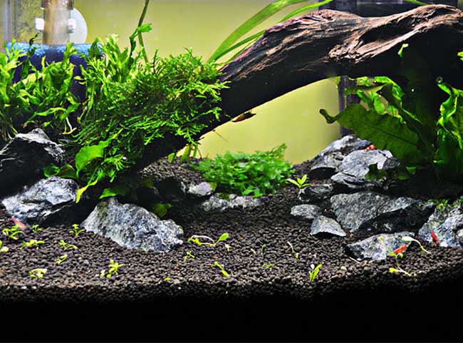 Detail Desain Aquascape Batu Dan Kayu Nomer 51