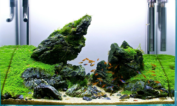 Detail Desain Aquascape Batu Lava Rock Nomer 45