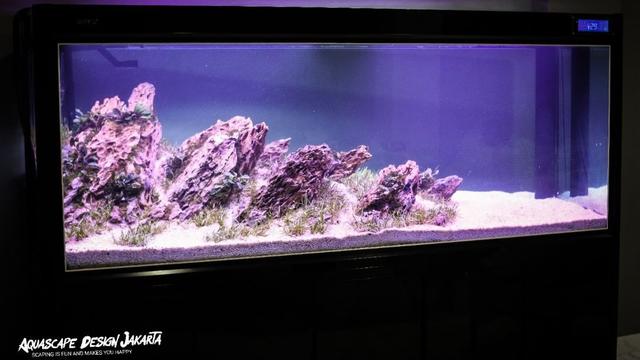 Detail Desain Aquascape Batu Lava Rock Nomer 54