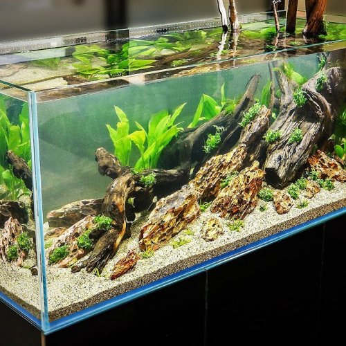 Detail Desain Aquascape Batu Pasir Nomer 14