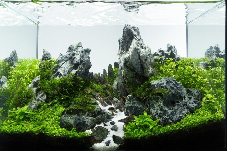 Detail Desain Aquascape Batu Pasir Nomer 20