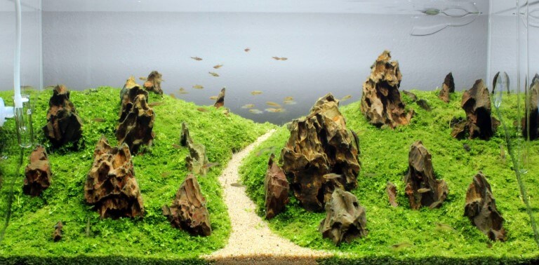 Detail Desain Aquascape Batu Pasir Nomer 45