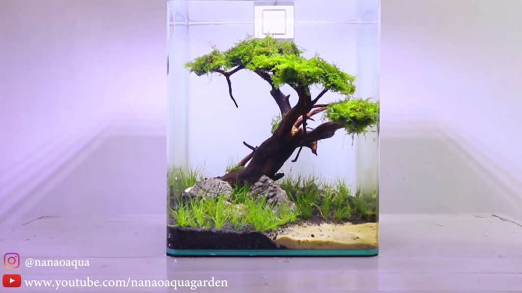 Detail Desain Aquascape Bonsai Nomer 18