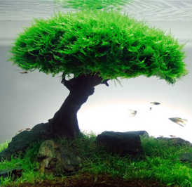 Detail Desain Aquascape Bonsai Nomer 26