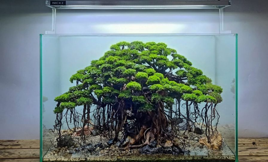 Detail Desain Aquascape Bonsai Nomer 52