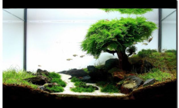 Detail Desain Aquascape Bonsai Nomer 9