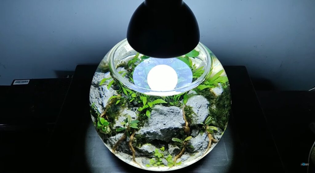 Detail Desain Aquascape Bulat Nomer 13