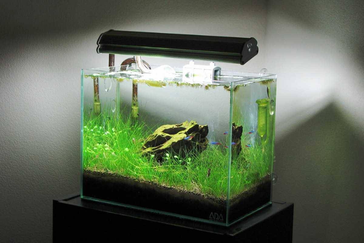 Detail Desain Aquascape Bulat Nomer 31