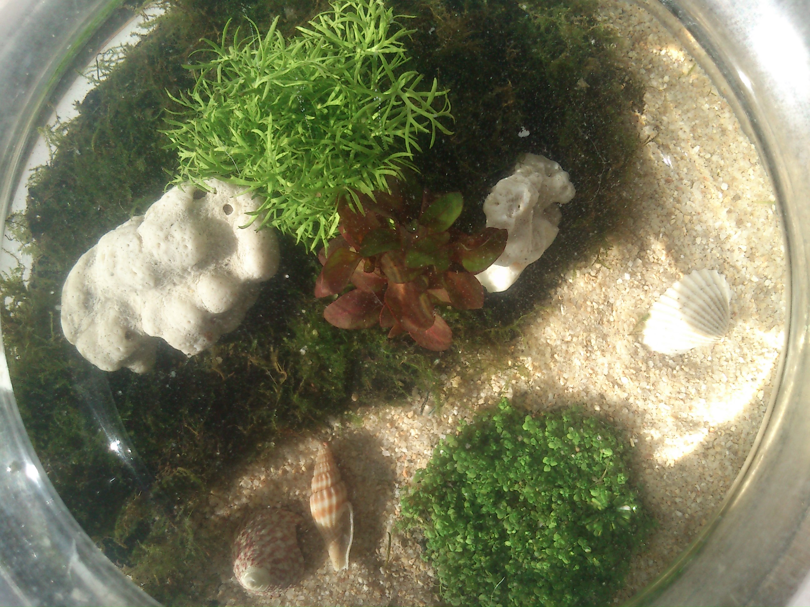 Detail Desain Aquascape Bulat Nomer 37