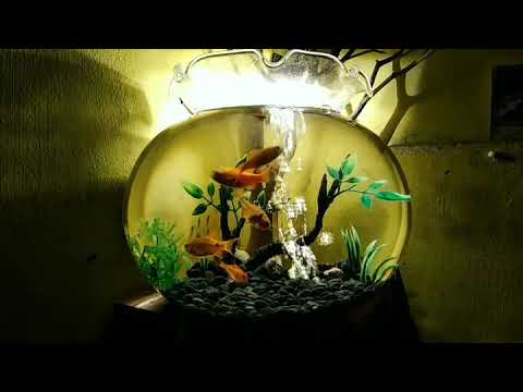 Detail Desain Aquascape Bulat Nomer 4