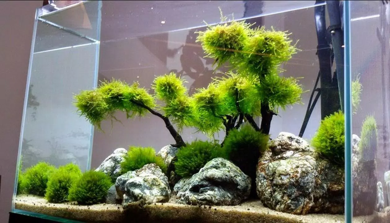 Detail Desain Aquascape Mini Nomer 28