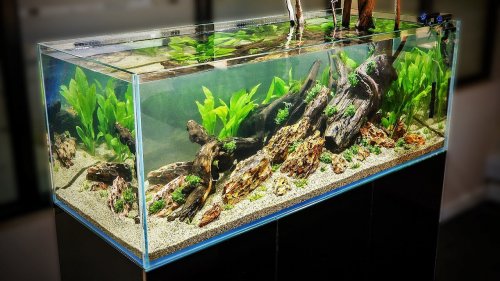 Detail Desain Aquascape Natural Nomer 11