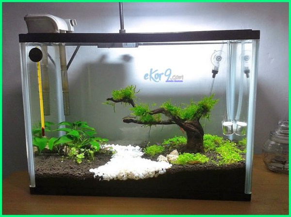 Detail Desain Aquascape Natural Nomer 45