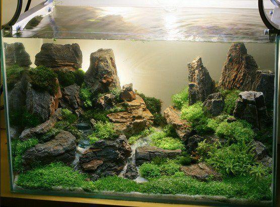 Detail Desain Aquascape Natural Nomer 46