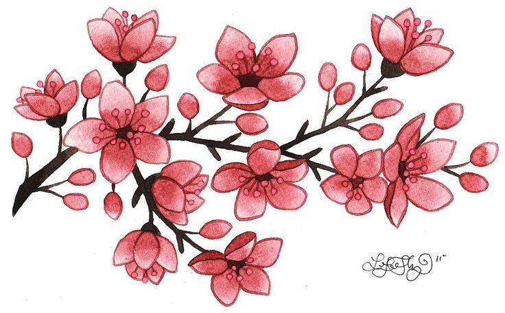Sakura Blume - KibrisPDR