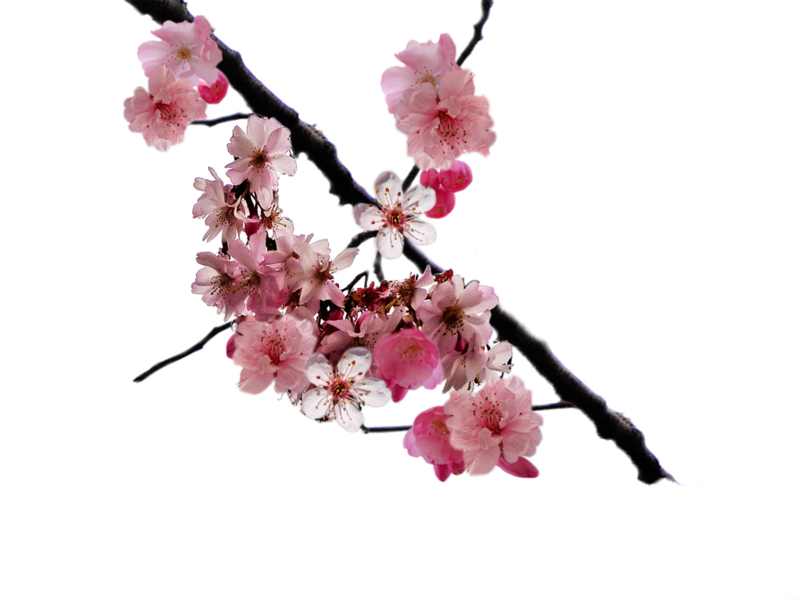 Detail Sakura Blume Nomer 11