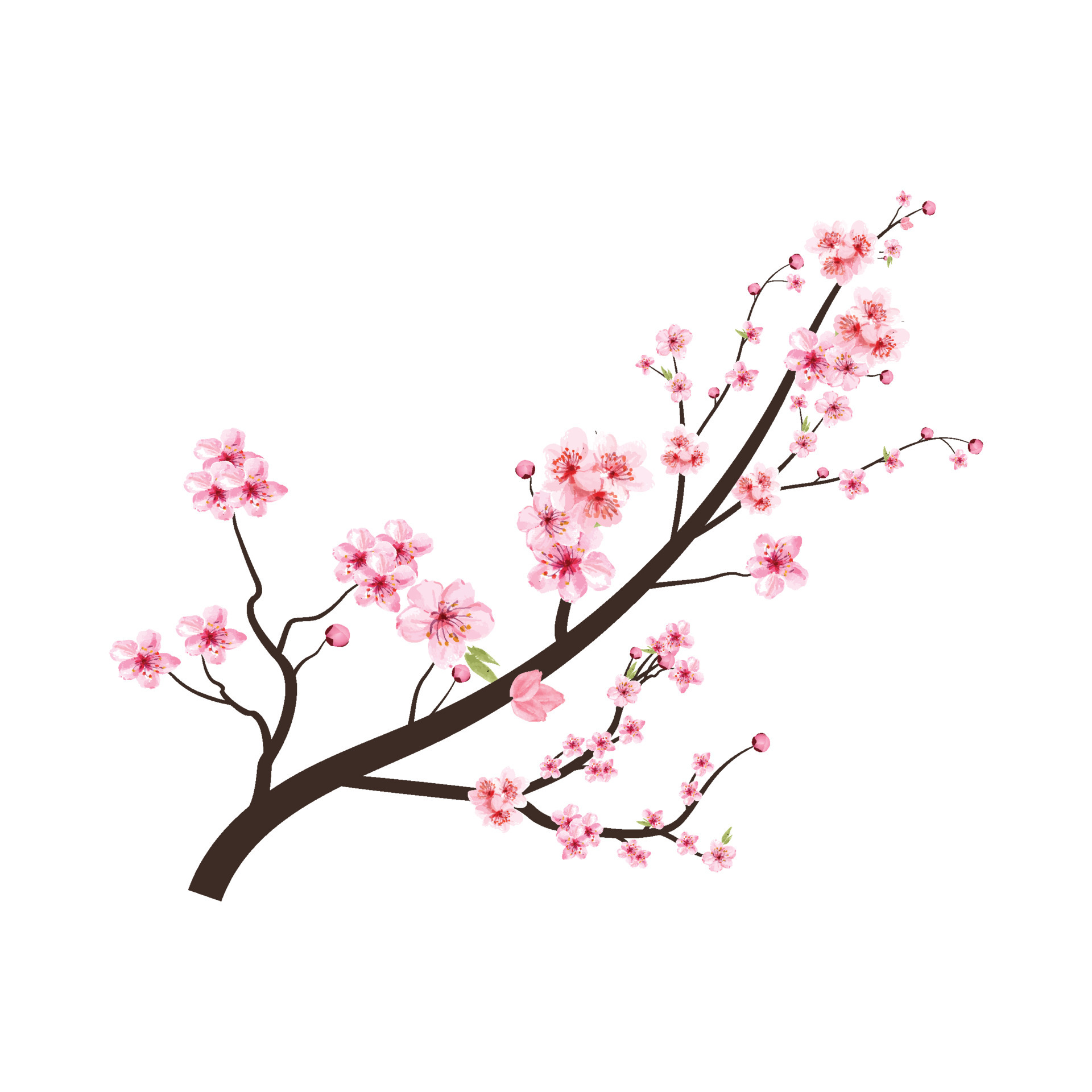 Detail Sakura Blume Nomer 3