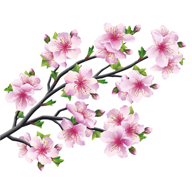 Detail Sakura Blume Nomer 4