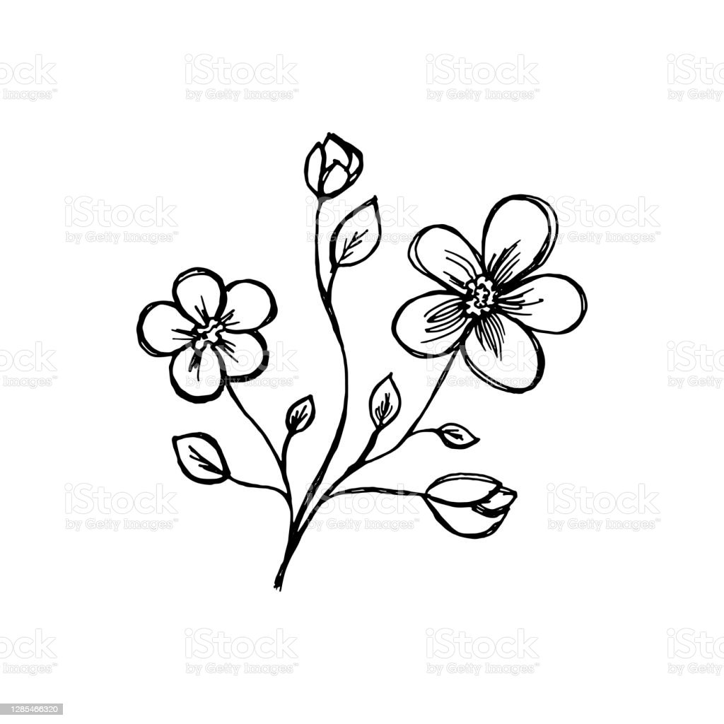 Gambar Tangkai Bunga Hitam Putih - KibrisPDR