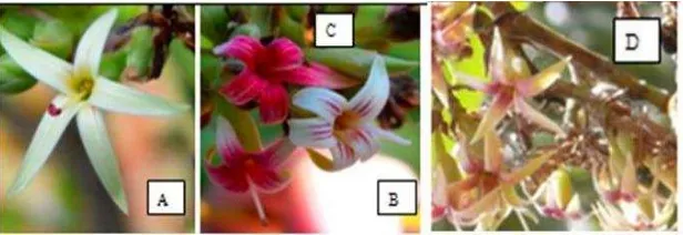 Detail Gambar Tangkai Bunga Pada Jambu Mete Nomer 21