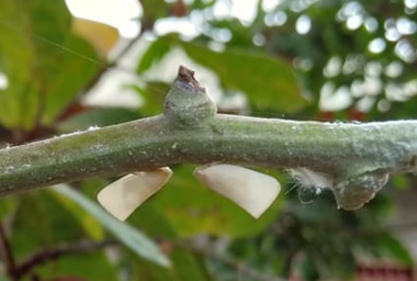 Detail Gambar Tangkai Bunga Pada Jambu Mete Nomer 27