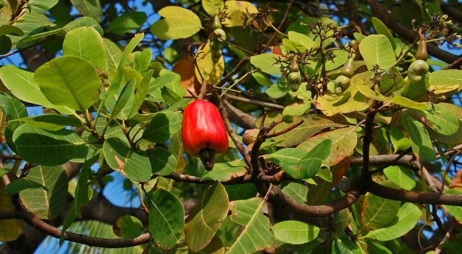 Detail Gambar Tangkai Bunga Pada Jambu Mete Nomer 33