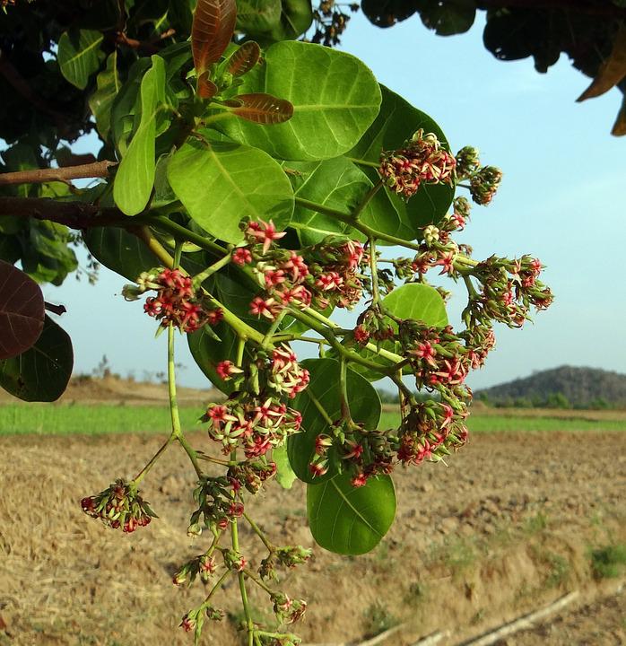 Detail Gambar Tangkai Bunga Pada Jambu Mete Nomer 34