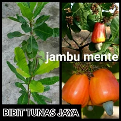 Detail Gambar Tangkai Bunga Pada Jambu Mete Nomer 41