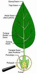 Detail Gambar Tangkai Daun Nomer 9