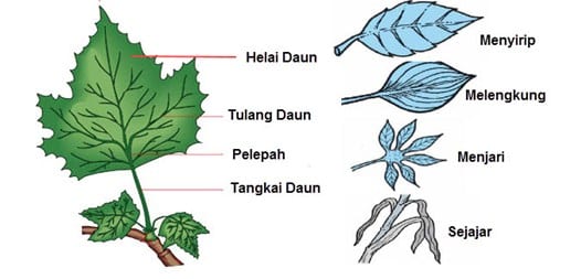 Detail Gambar Tangkai Daun Nomer 2