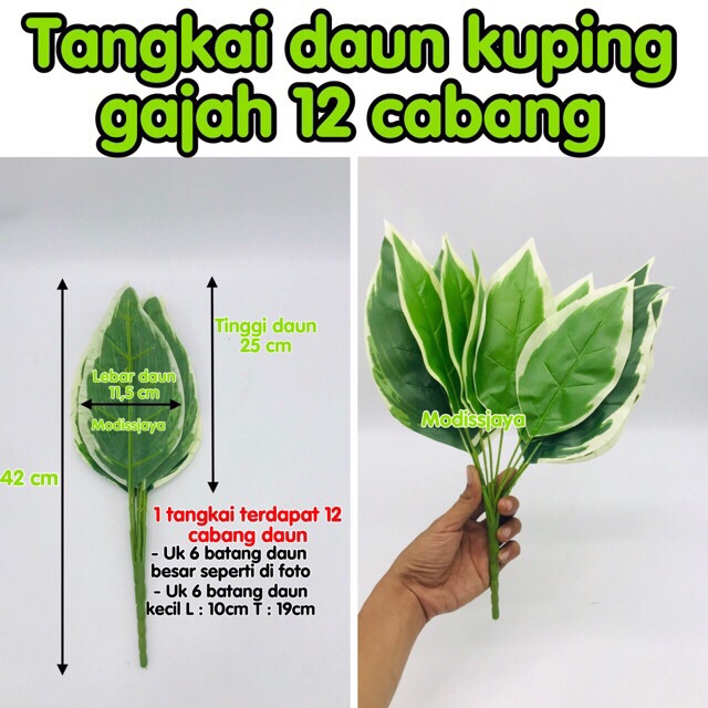 Detail Gambar Tangkai Daun Nomer 6