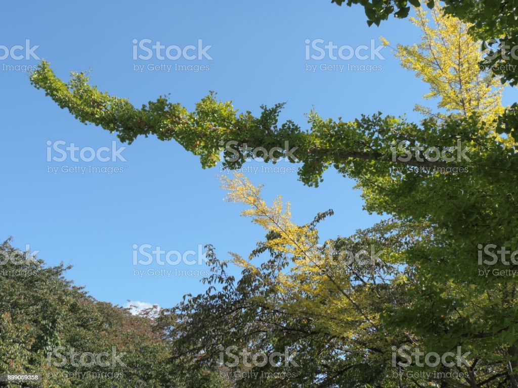 Detail Gambar Tangkai Pohon Nomer 35
