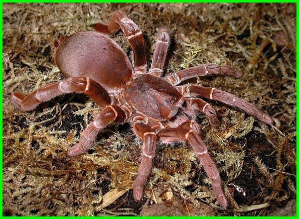 Detail Gambar Tarantula Terbesar Di Dunia Nomer 17