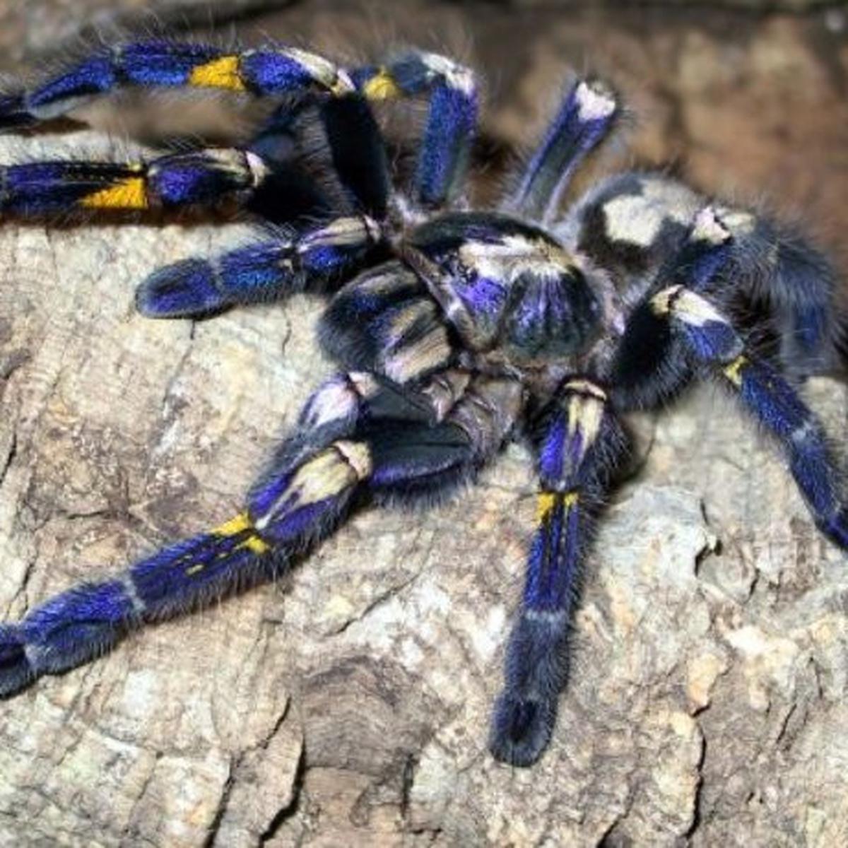 Detail Gambar Tarantula Terbesar Di Dunia Nomer 23