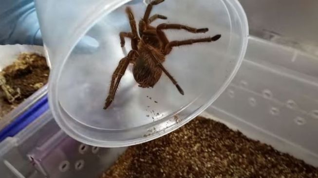 Detail Gambar Tarantula Terbesar Di Dunia Nomer 3