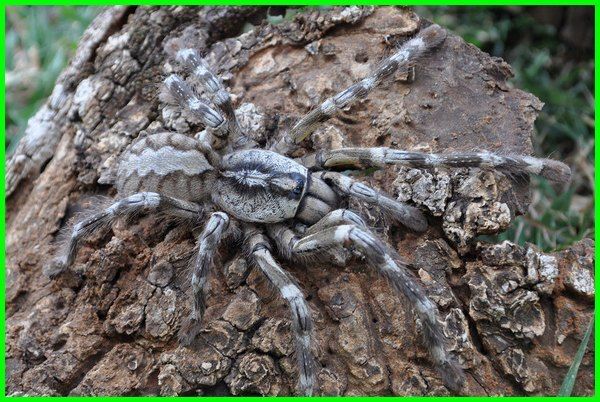 Detail Gambar Tarantula Terbesar Di Dunia Nomer 26