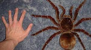 Detail Gambar Tarantula Terbesar Di Dunia Nomer 30