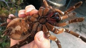 Detail Gambar Tarantula Terbesar Di Dunia Nomer 31