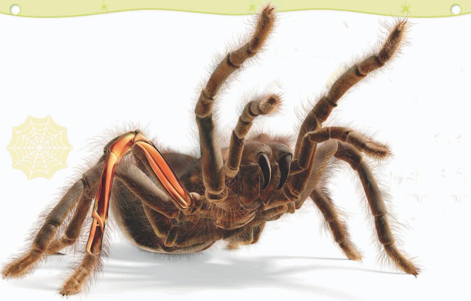 Detail Gambar Tarantula Terbesar Di Dunia Nomer 32