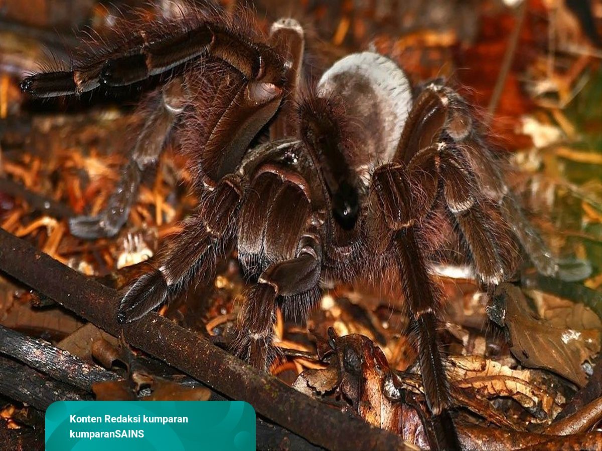 Detail Gambar Tarantula Terbesar Di Dunia Nomer 44