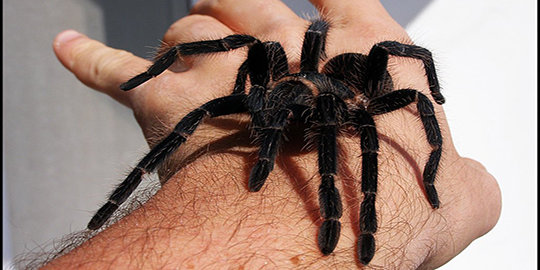 Detail Gambar Tarantula Terbesar Di Dunia Nomer 45