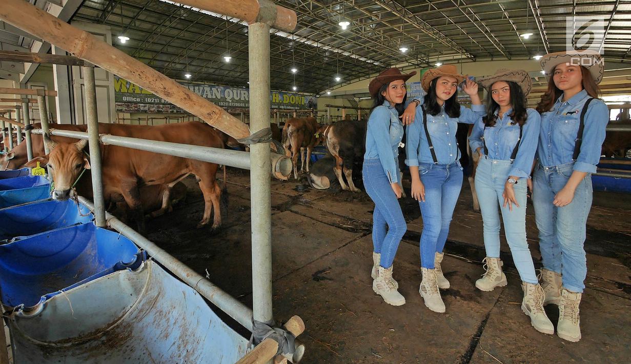 Detail Gambar Tarik Sapi Lucu Nomer 30