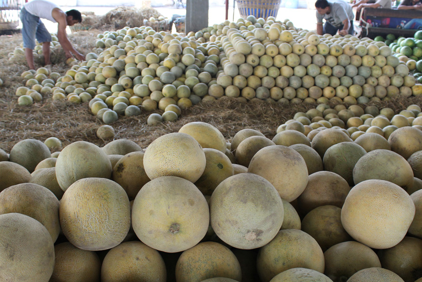 Detail Gambar Tata Letak Lahan Melon Nomer 12