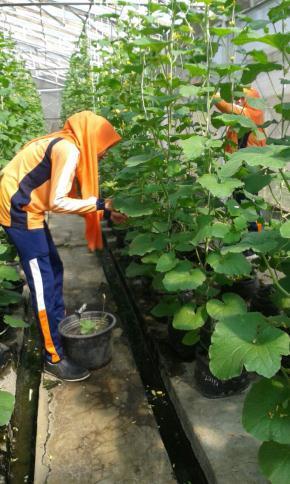 Detail Gambar Tata Letak Lahan Melon Nomer 17