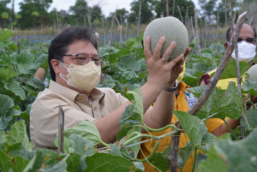 Detail Gambar Tata Letak Lahan Melon Nomer 30