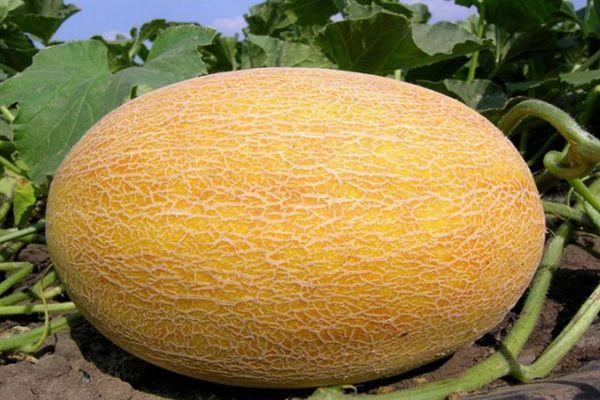 Detail Gambar Tata Letak Lahan Melon Nomer 43