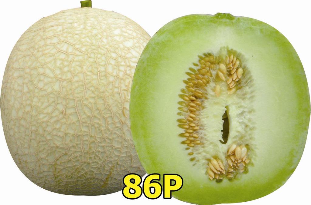 Detail Gambar Tata Letak Lahan Melon Nomer 47