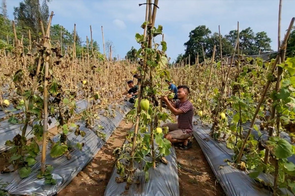 Detail Gambar Tata Letak Lahan Melon Nomer 51