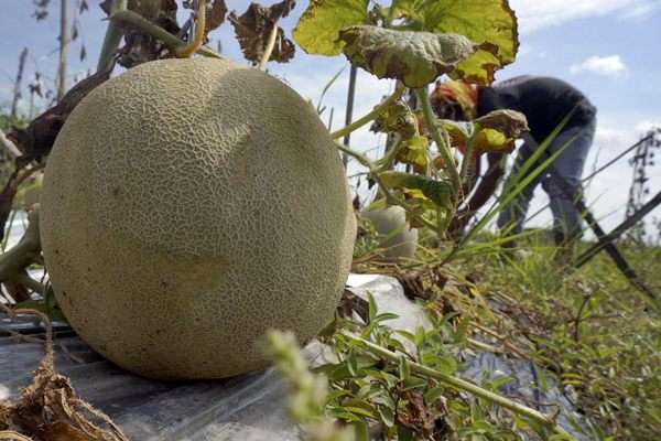 Detail Gambar Tata Letak Lahan Melon Nomer 10